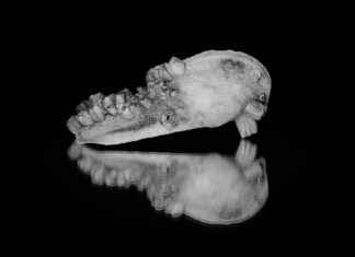 Faja Shapewear Guide: Does It Really Work? Faja Shapewear Guide: Does It Really Work?