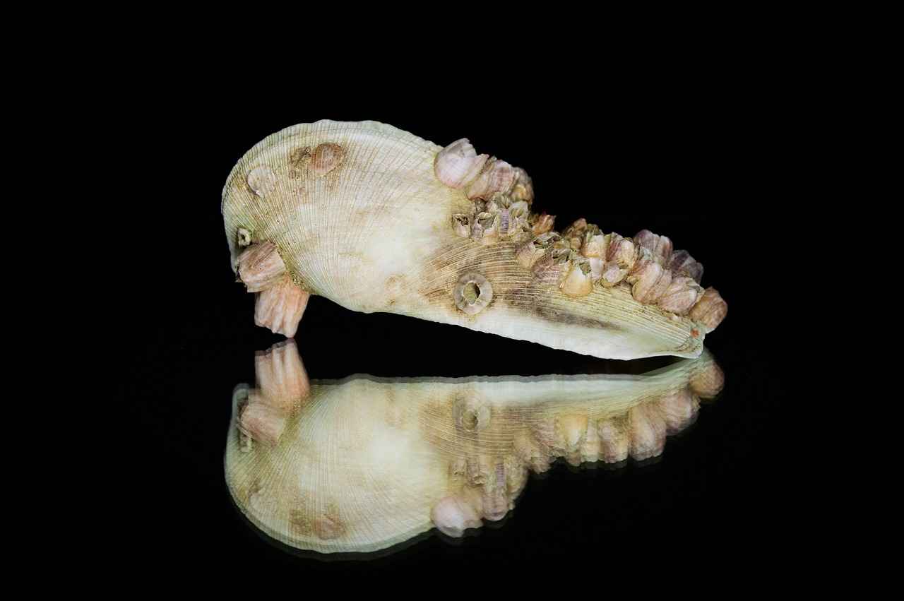 What Are the Benefits of Wearing Faja Shapewear?