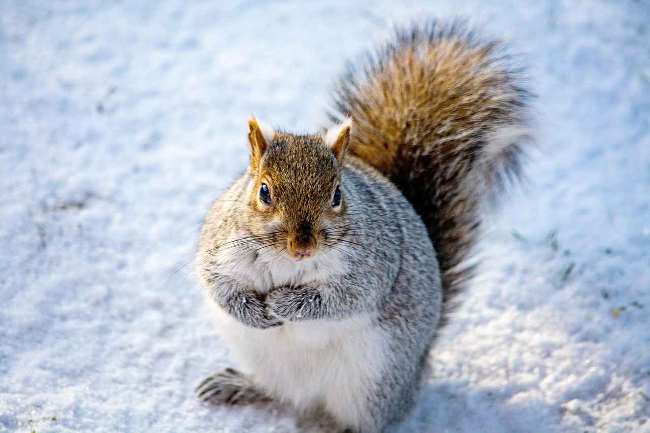 Fat Tire Electric Bikes: How They Perform on Different Terrains 4 Choosing the Right Fat Tire Electric Bike