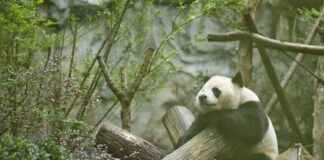 Flemish Giant Rabbit for Sale: Where to Buy This Gentle Giant Flemish Giant Rabbit for Sale: Where to Buy This Gentle Giant