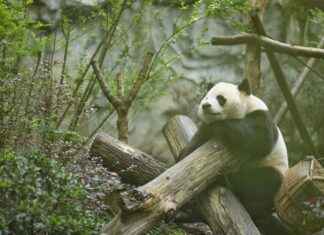 Flemish Giant Rabbit for Sale: Where to Buy This Gentle Giant Flemish Giant Rabbit for Sale: Where to Buy This Gentle Giant