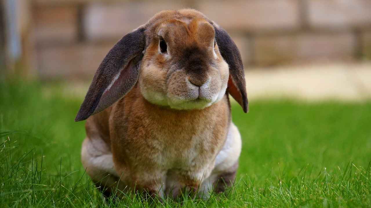 Care Requirements for Flemish Giant Rabbits