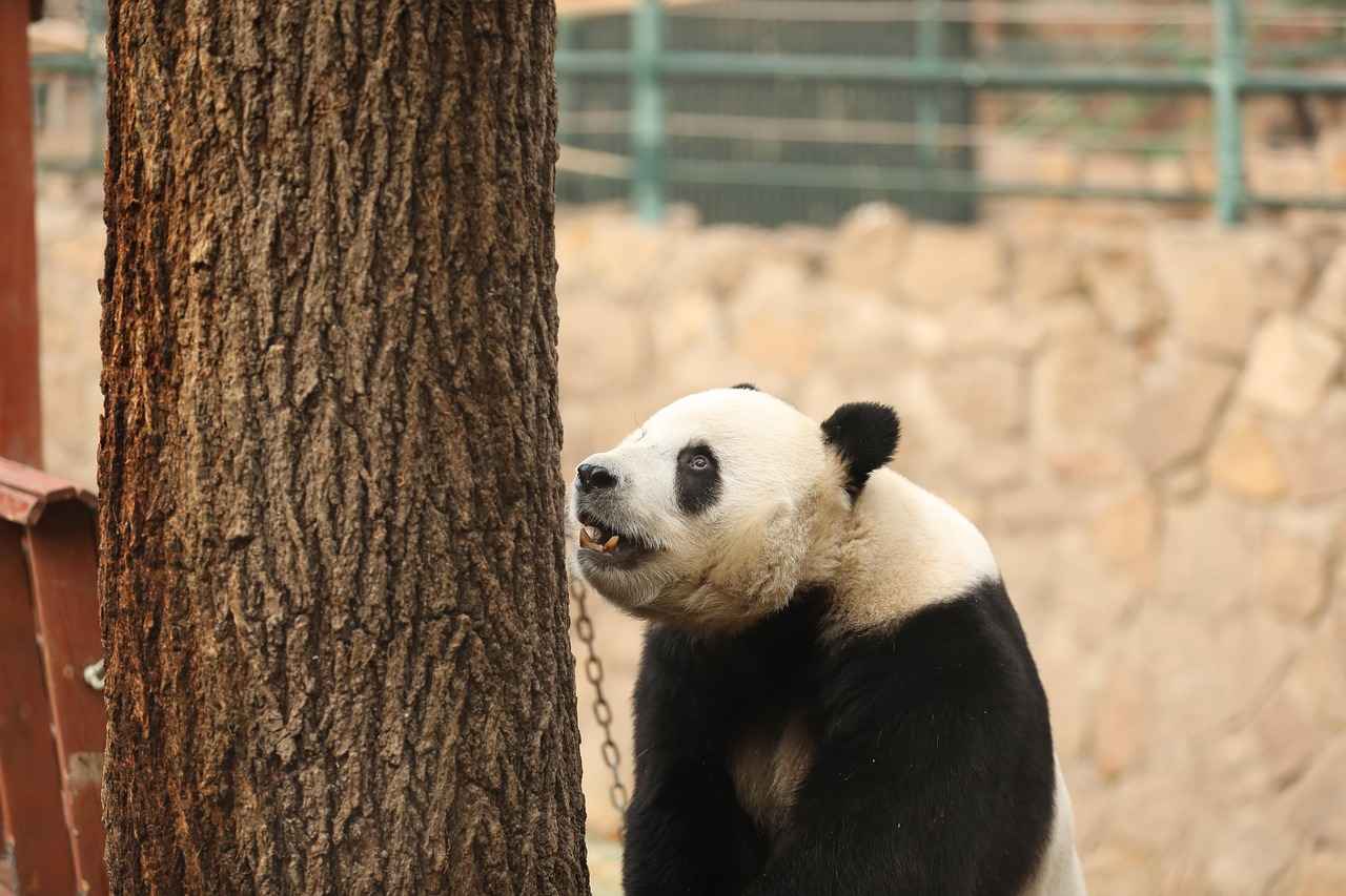 History of the Flemish Giant Rabbit