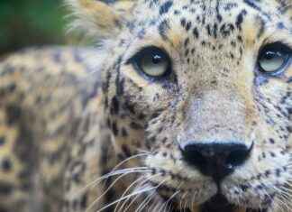 Florida Panthers vs. Montreal Canadiens: Player Stats and Game Recap Florida Panthers vs. Montreal Canadiens: Player Stats and Game Recap