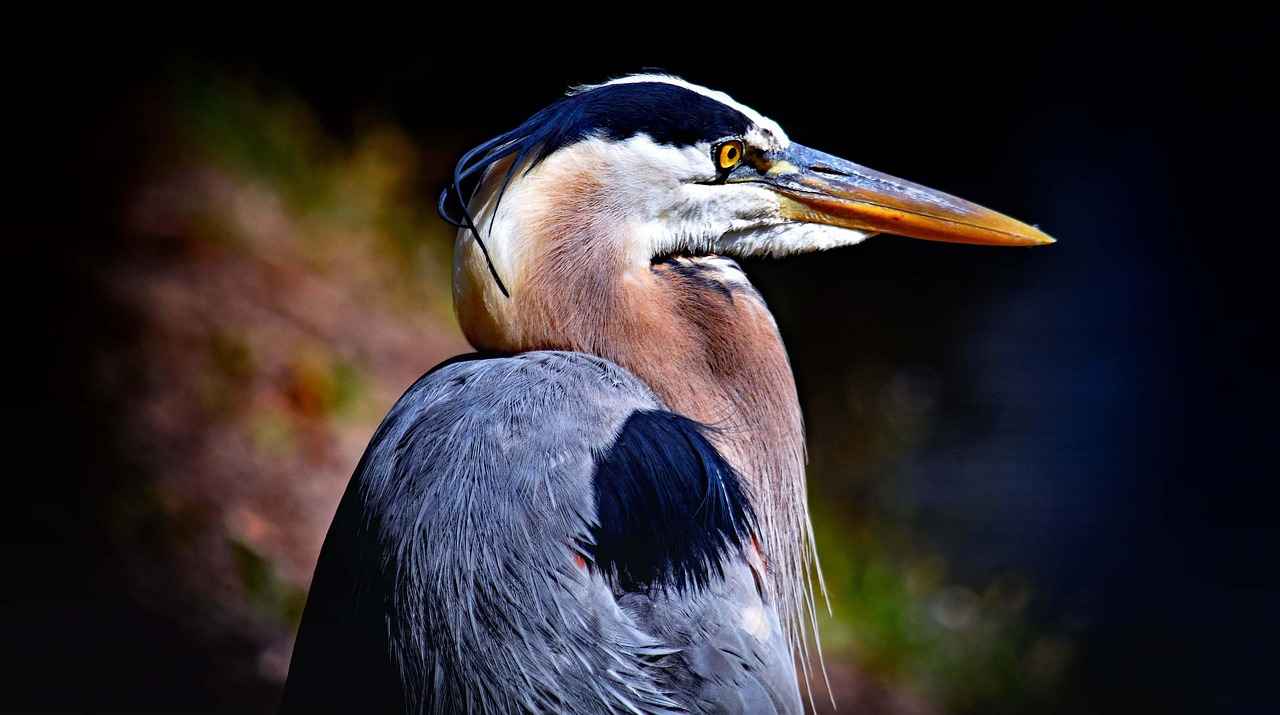 Florida Panthers vs. Ottawa Senators: Key Stats and Highlights 4 Key Players to Watch for the Panthers