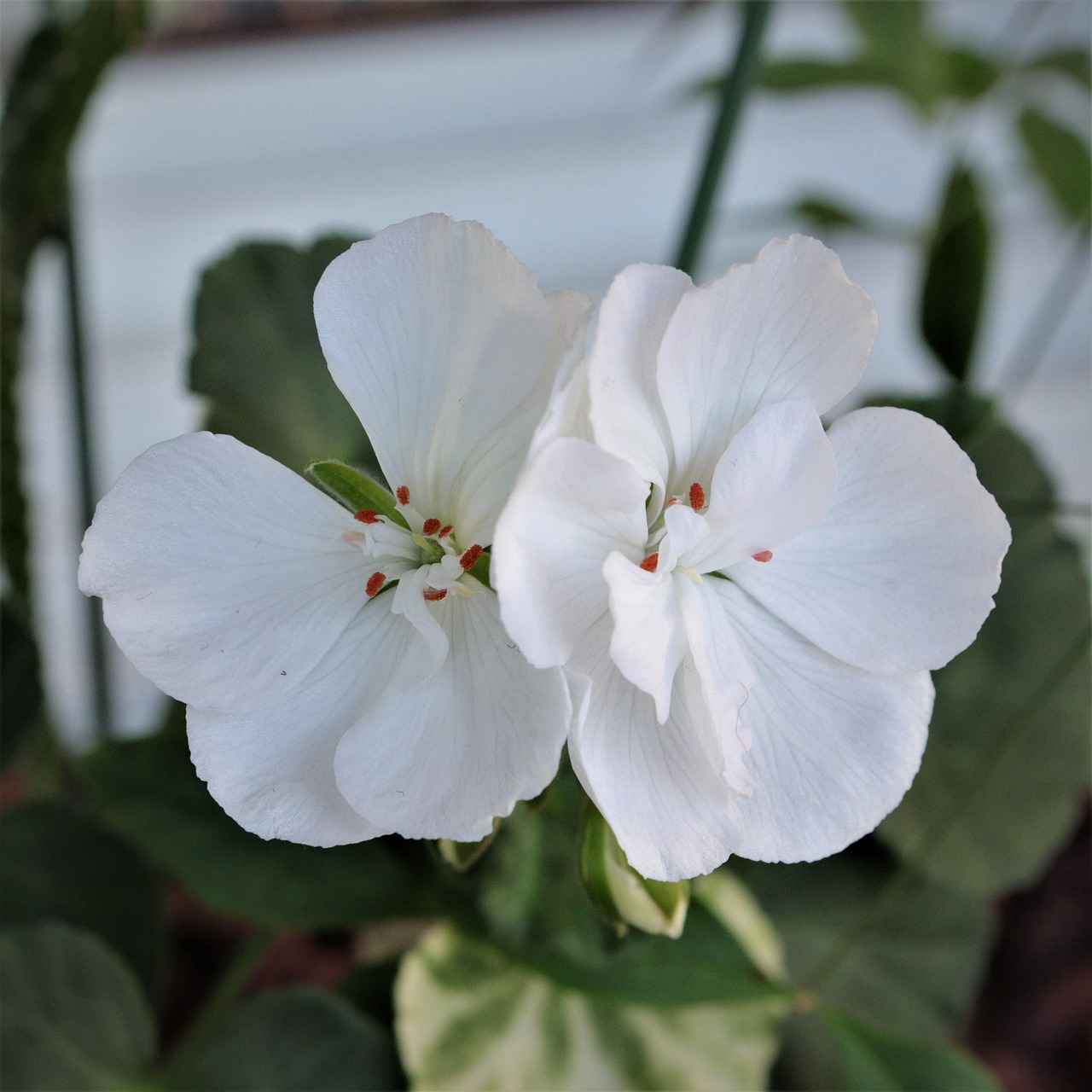 How is the Procedure Performed?