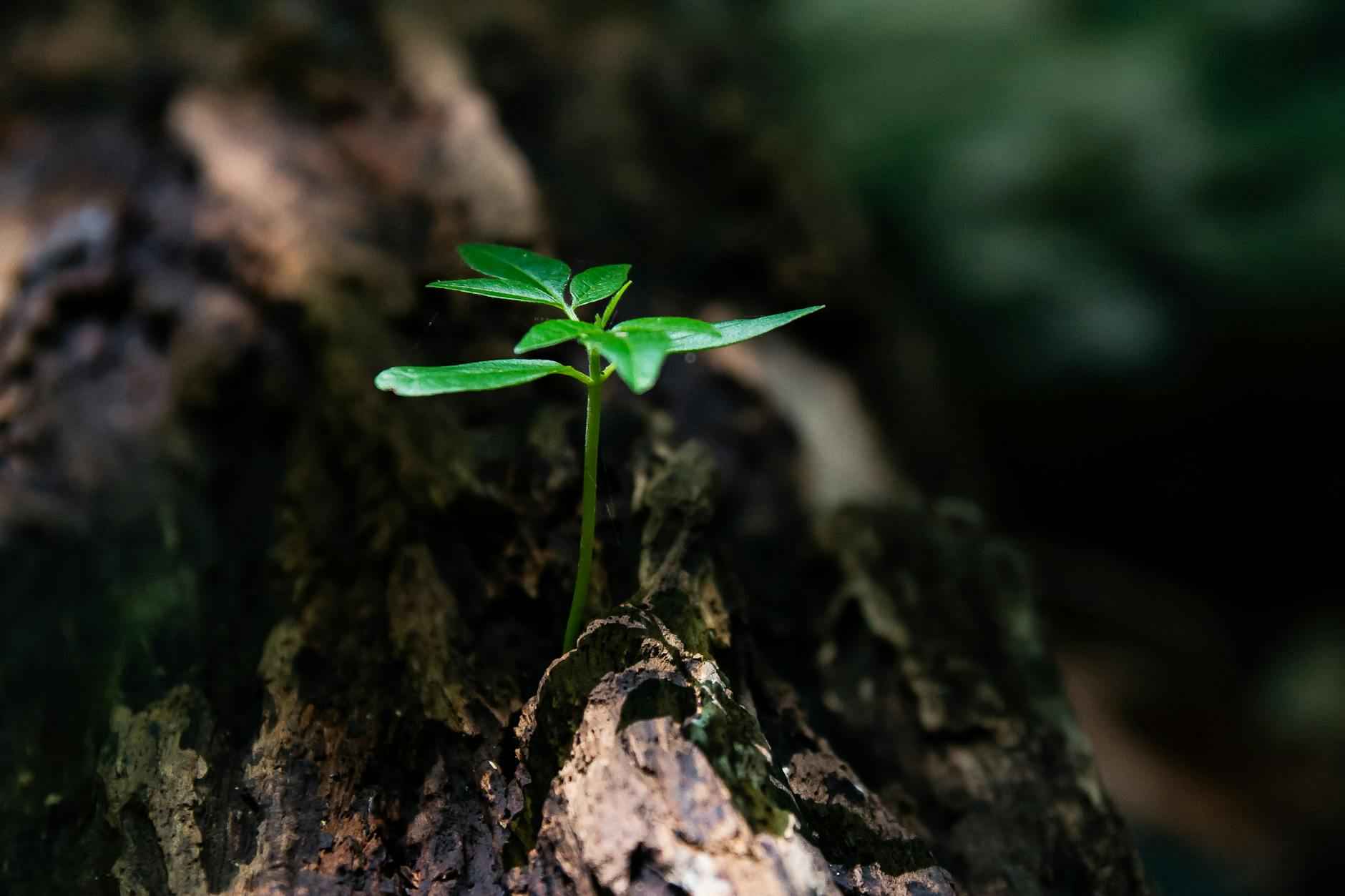 Character Development Through Adversity