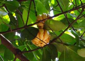 Garcinia Cambogia: The Natural Appetite Suppressant Garcinia Cambogia: The Natural Appetite Suppressant