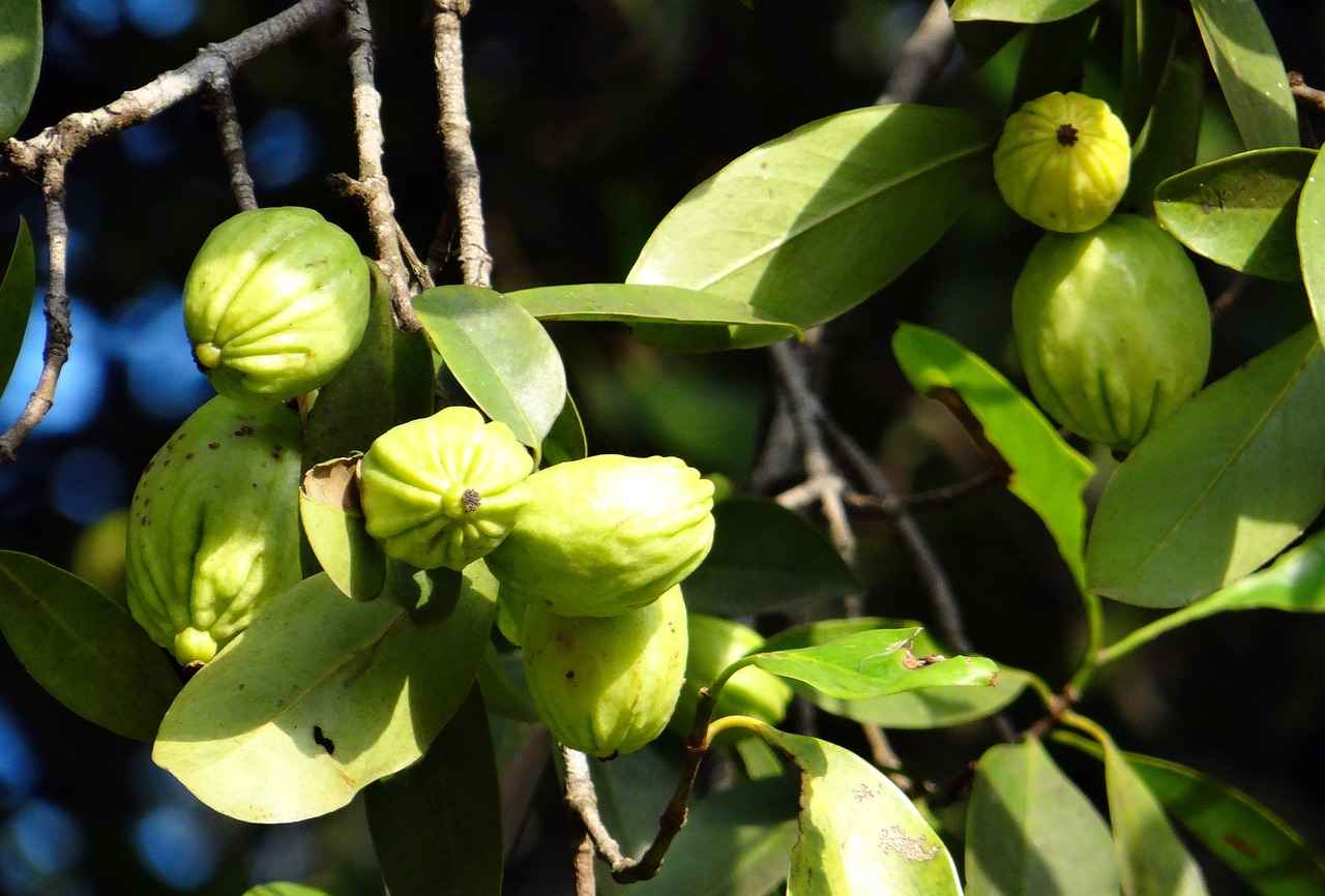 Garcinia Cambogia: The Natural Appetite Suppressant 1 What is Garcinia Cambogia?