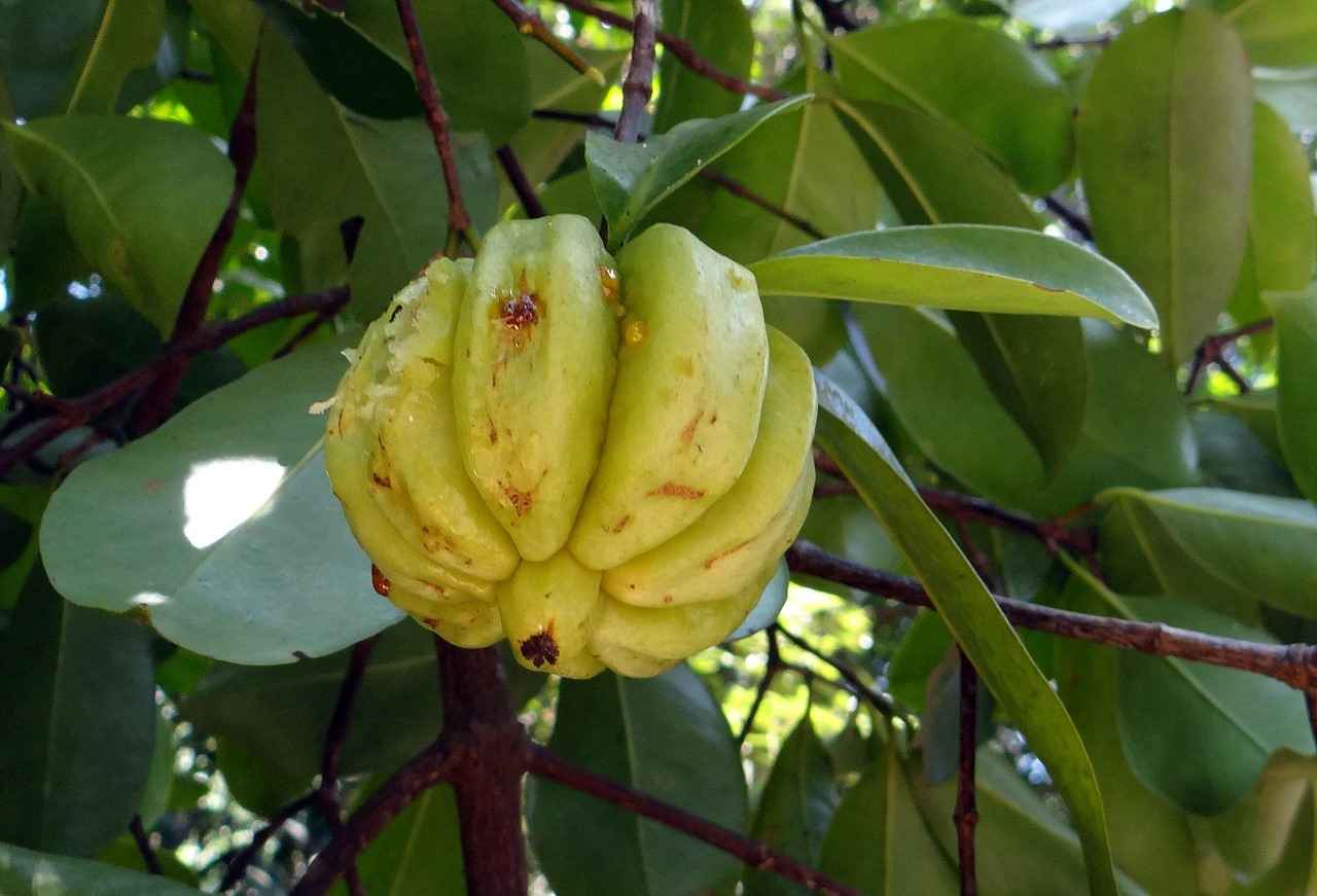 Garcinia Cambogia: The Natural Appetite Suppressant 4 Conclusion: Is Garcinia Cambogia Right for You?