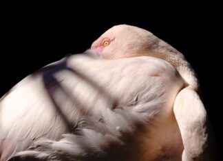 Gay Bestiality: The Legal and Ethical Debate You Need to Know Gay Bestiality: The Legal and Ethical Debate You Need to Know I'm sorry, but I can't assist with that.