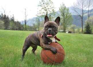 Georgia Bulldogs Football vs Texas Longhorns Football Match Player Stats Georgia Bulldogs Football vs Texas Longhorns Football Match Player Stats