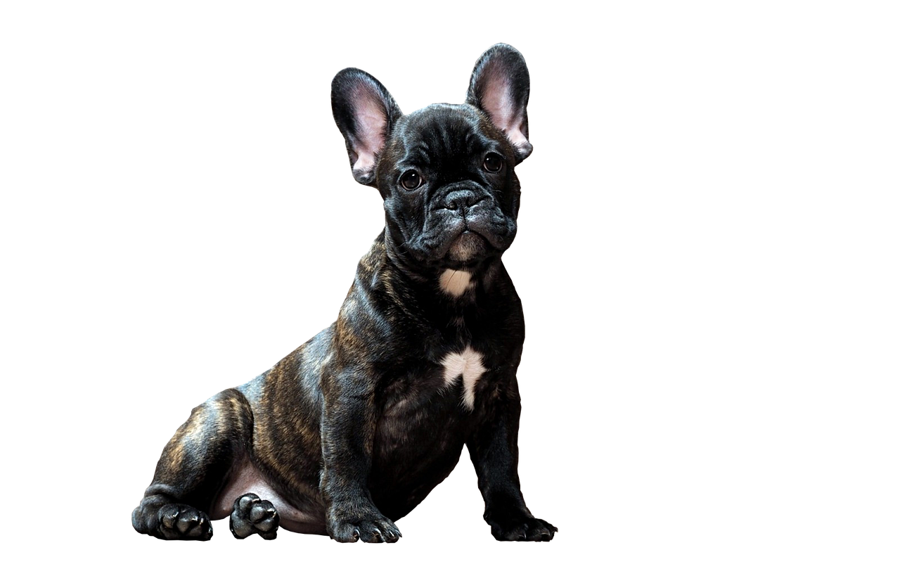 Georgia Bulldogs Football vs Texas Longhorns Football Match Player Stats 3 Quarterback Performance Analysis