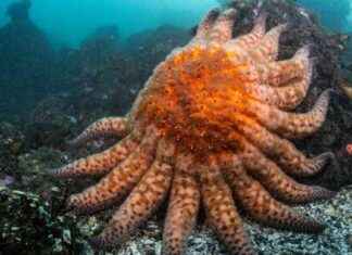 Giant Starfish: Key to Restoring California Kelp Forests giant-starfish-key-to-restoring-california-kelp-forests