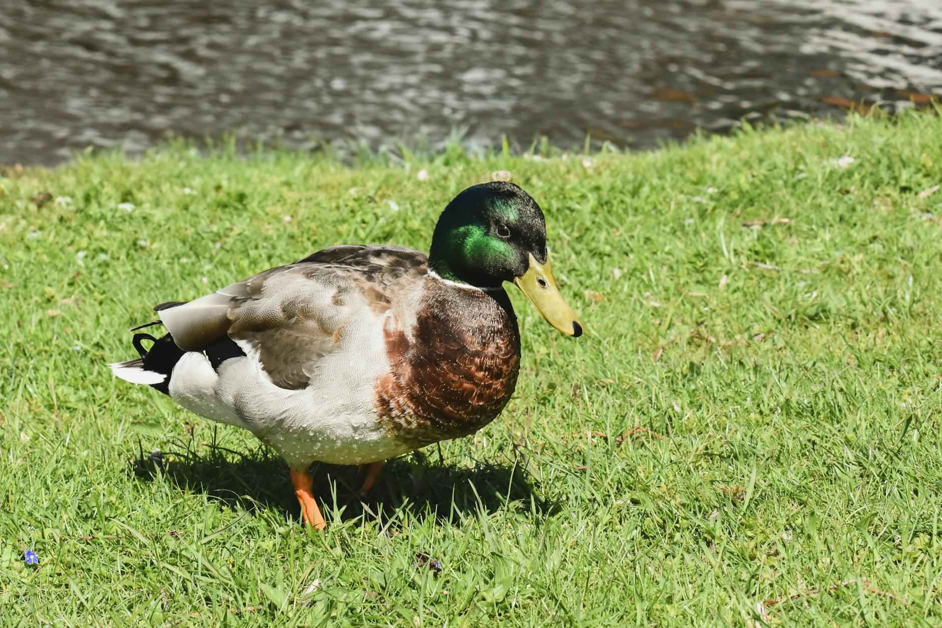 Goku.Sx Anime Streaming Giant Fans Are Flocking To In 2024 4 Community and Social Features