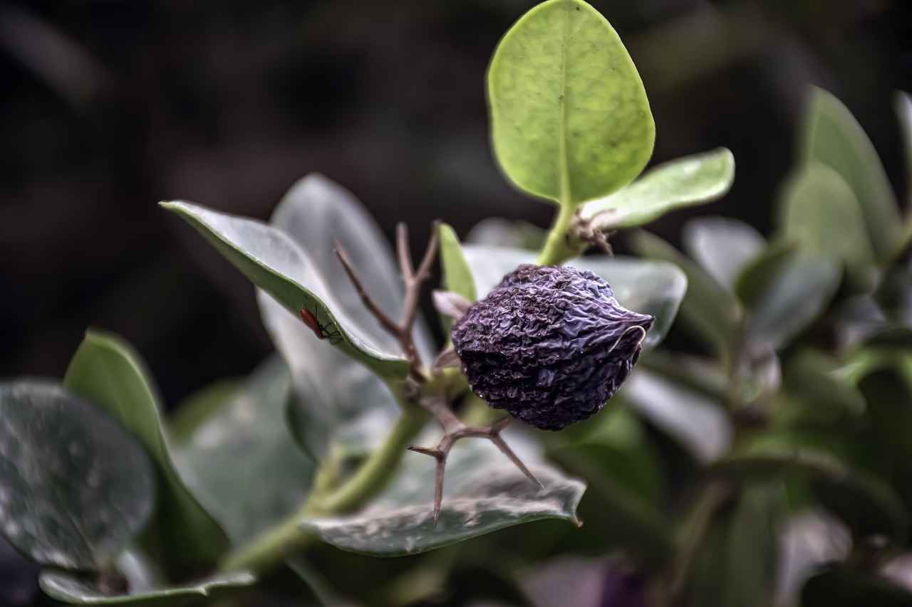 Goodnever.com Mystery: What’s Behind the Name and Domain? 2 The Role of Branding in Domain Selection