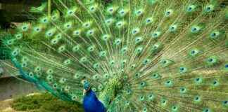 Gore Videos: Internet’s Darkest Corners And How To Stay Protected Gore Videos: Internet’s Darkest Corners And How To Stay Protected