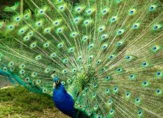 Gore Videos: Internet’s Darkest Corners And How To Stay Protected Gore Videos: Internet’s Darkest Corners And How To Stay Protected