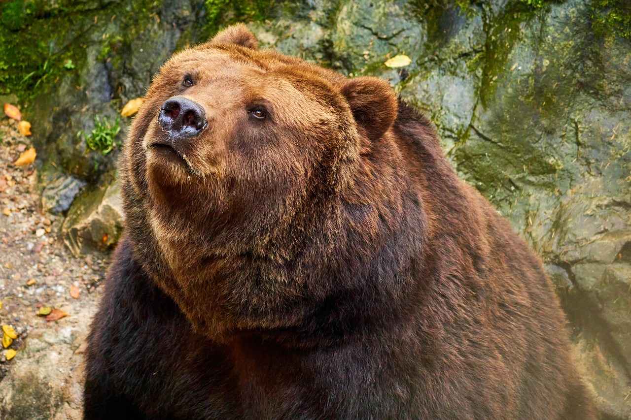 Green Bay Packers vs. Chicago Bears: Player Stats and Key Highlights 5 Fan Reactions and Rivalry Culture