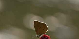 Grouse Cheese: Rare Delicacy or Internet Hoax? Grouse Cheese: Rare Delicacy or Internet Hoax?