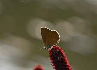 Grouse Cheese: Rare Delicacy or Internet Hoax? Grouse Cheese: Rare Delicacy or Internet Hoax?
