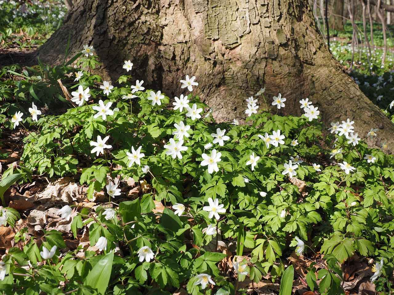 Grouse Cheese: Rare Delicacy or Internet Hoax? 7 Is Grouse Cheese an Internet Hoax?