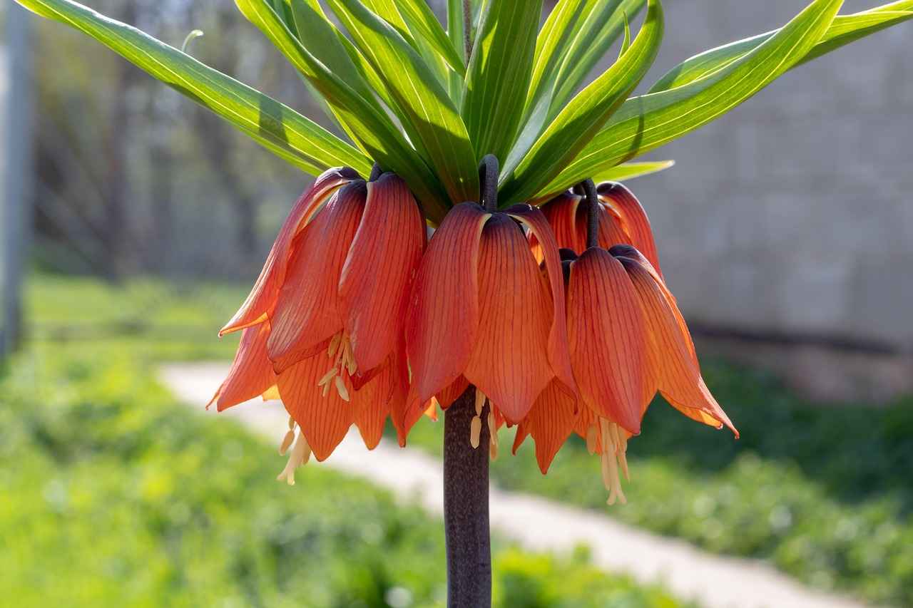 Grouse Cheese: Rare Delicacy or Internet Hoax? 3 Is Grouse Cheese Safe to Eat?