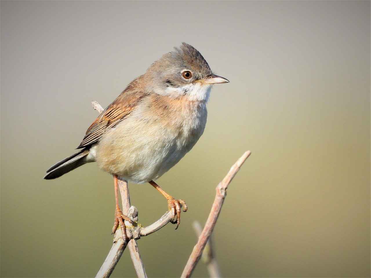 Measuring the Success of Your Guest Blogging Efforts