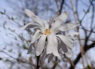 Guest Blogging for Product Promotion: Best Practices Guest Blogging for Product Promotion: Best Practices