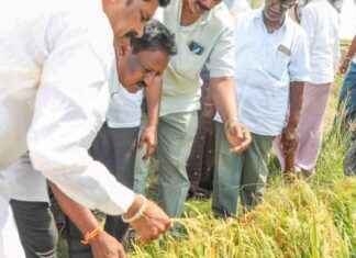 Hailstorm Damages 12,722.46 Hectares of Crops in Karnataka hailstorm-damages-1272246-hectares-of-crops-in-karnataka