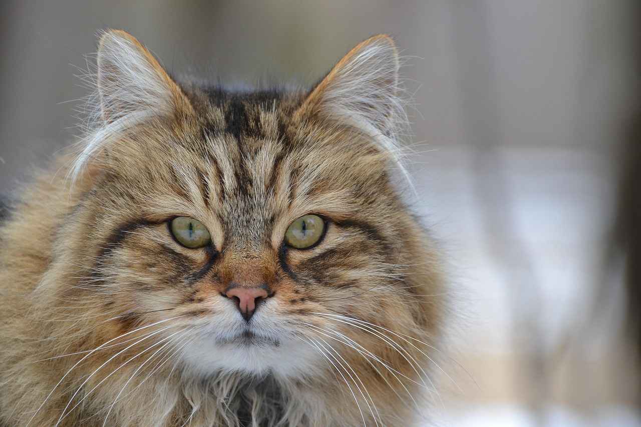 Haircut Style for Long Thin Hair: Volume-Boosting Cuts for Fine Hair 4 Which Products Are Best for Boosting Volume?