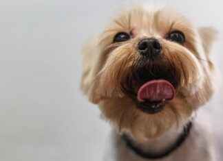 Haircut Styles for Fine Straight Hair: Boost Volume with These Stylish Cuts Haircut Styles for Fine Straight Hair: Boost Volume with These Stylish Cuts