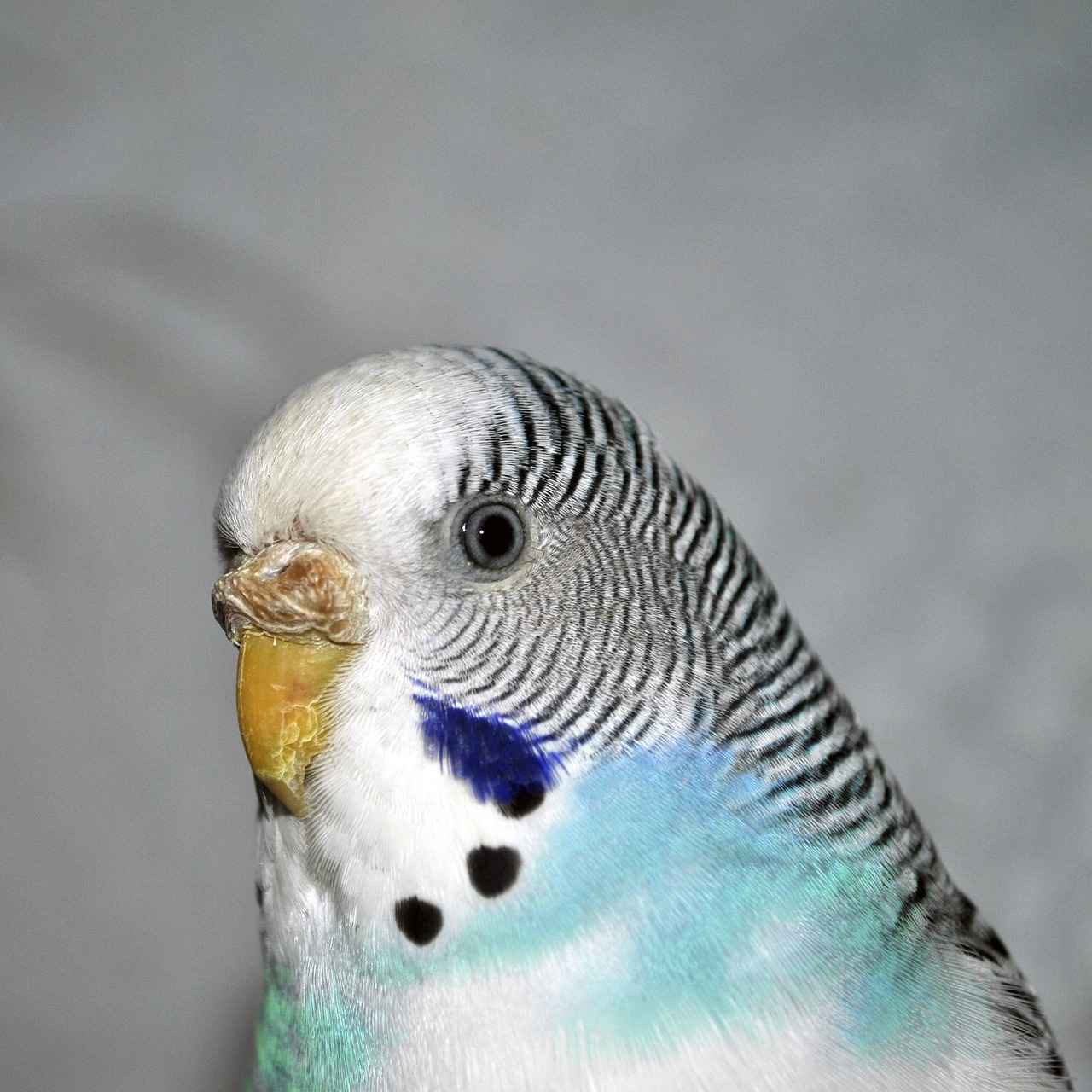 Haircut Styles for Wavy Hair: Top Styles to Define and Enhance Waves 1 What Are the Best Haircut Styles for Wavy Hair?