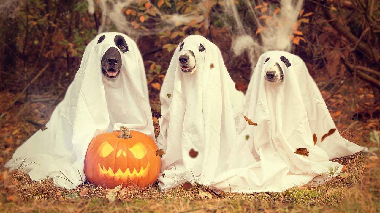 Halloween Movies for Kids: Spooky But Not Too Scary 1 Why Choose Halloween Movies for Kids?