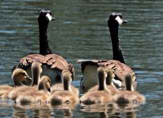 Halloween Movies on Netflix for Kids: Top Picks for Family Fun Halloween Movies on Netflix for Kids: Top Picks for Family Fun