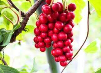 Harnessing the Adaptogenic Power of Schisandra Harnessing the Adaptogenic Power of Schisandra