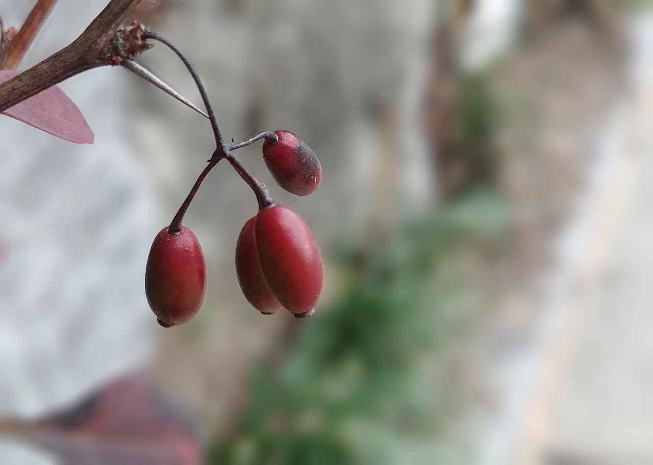 Harnessing the Adaptogenic Power of Schisandra 1 What is Schisandra?