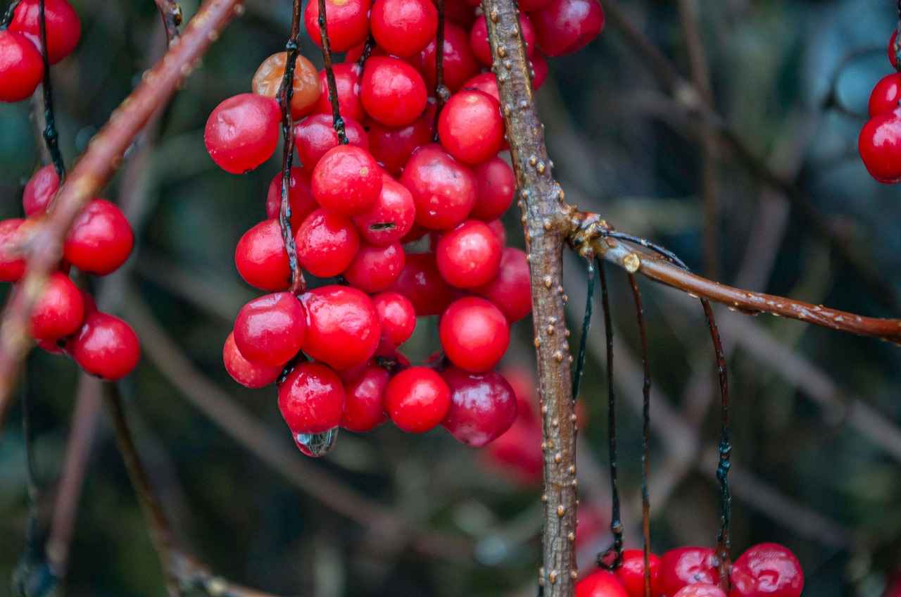 Harnessing the Adaptogenic Power of Schisandra 5 Conclusion: Embracing Schisandra for Wellness