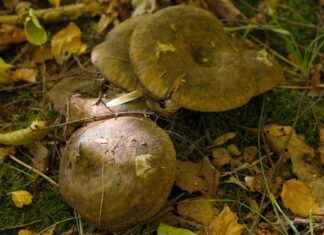 Harnessing the Amino Acid Benefits of L-Glutamine Harnessing the Amino Acid Benefits of L-Glutamine