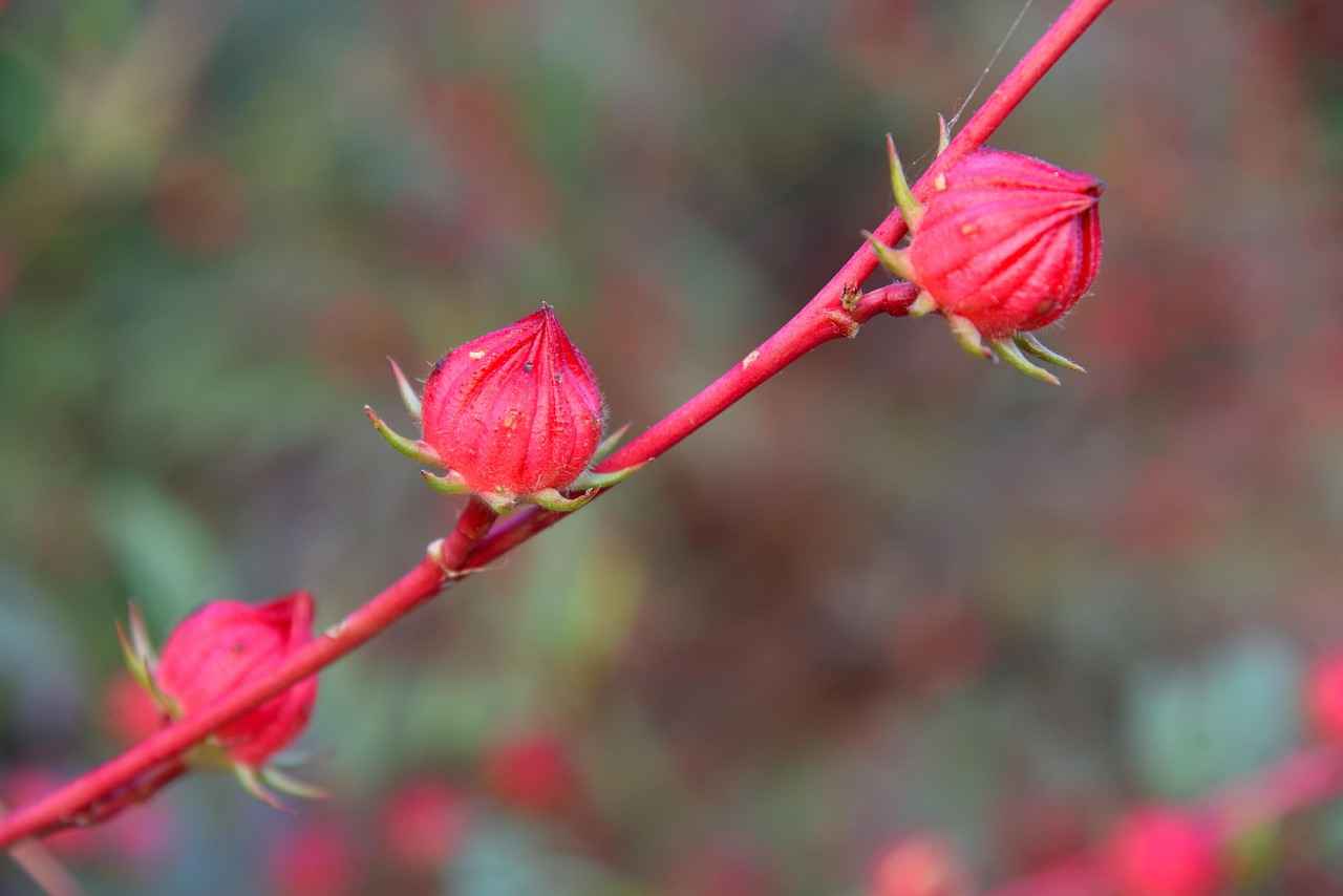 Harnessing the Amino Acid Benefits of L-Glutamine 7 Conclusion: Maximizing the Benefits of L-Glutamine