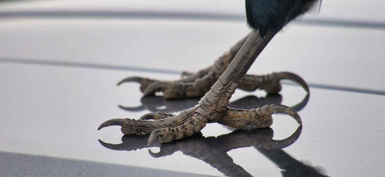 Conclusion: Embracing Cat's Claw for Health