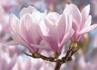 Harnessing the Anti-Stress Effects of Magnolia Bark Extract Harnessing the Anti-Stress Effects of Magnolia Bark Extract