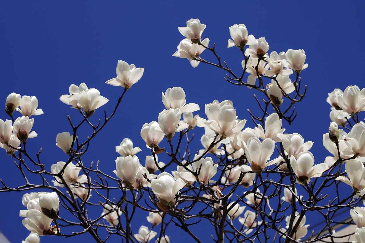 Harnessing the Anti-Stress Effects of Magnolia Bark Extract 5 Conclusion: Embracing Natural Stress Relief