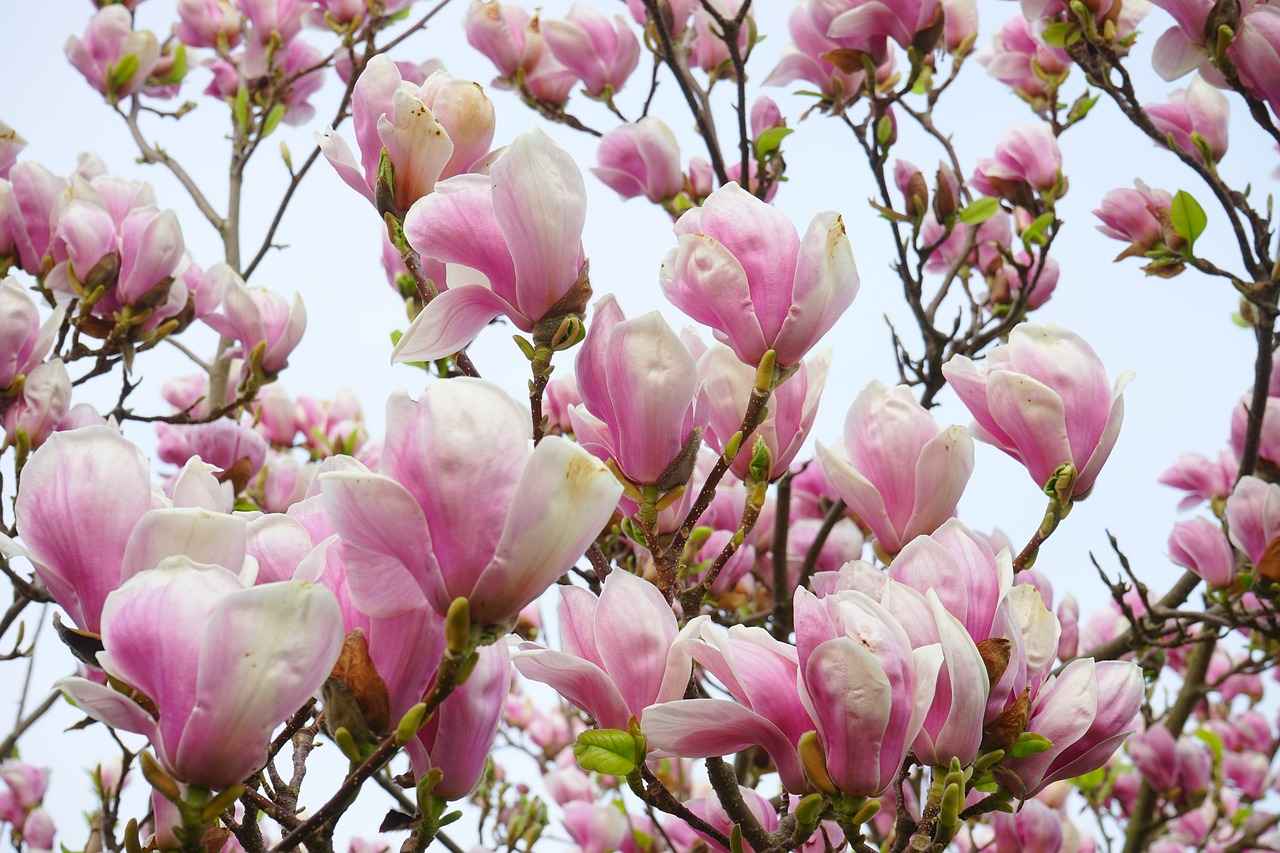Harnessing the Anti-Stress Effects of Magnolia Bark Extract 2 How Does Magnolia Bark Extract Work?