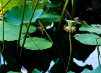 Harnessing the Antiviral Benefits of Astragalus Root Harnessing the Antiviral Benefits of Astragalus Root