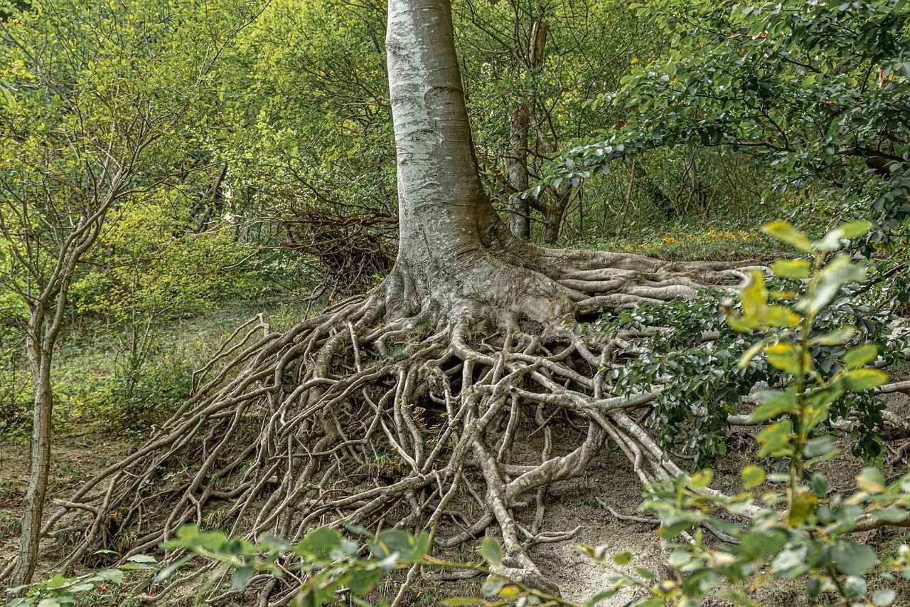 Harnessing the Antiviral Benefits of Astragalus Root 1 What is Astragalus Root?