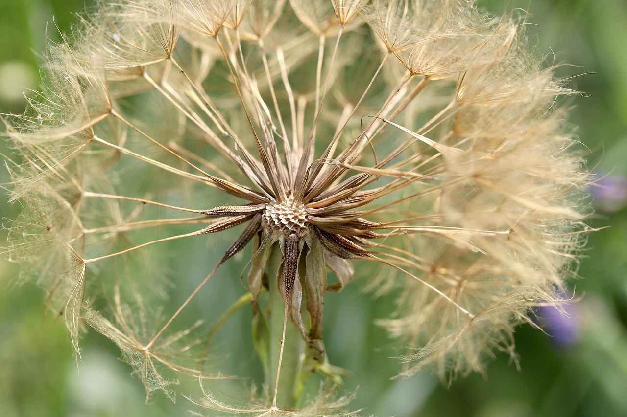 Harnessing the Antiviral Benefits of Astragalus Root 6 Conclusion: The Future of Astragalus in Health and Wellness