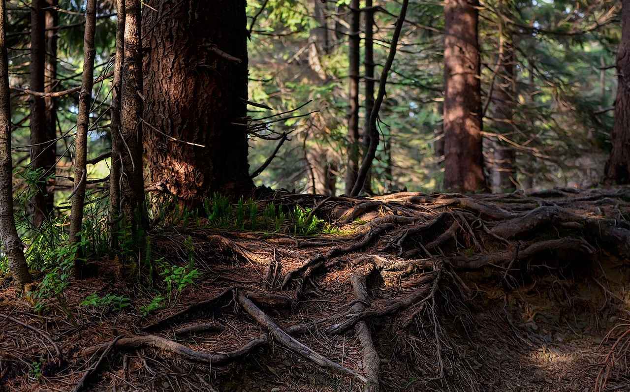 Harnessing the Antiviral Benefits of Astragalus Root 3 Active Compounds in Astragalus Root