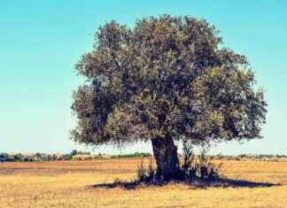 Harnessing the Antiviral Properties of Olive Leaf Extract Harnessing the Antiviral Properties of Olive Leaf Extract