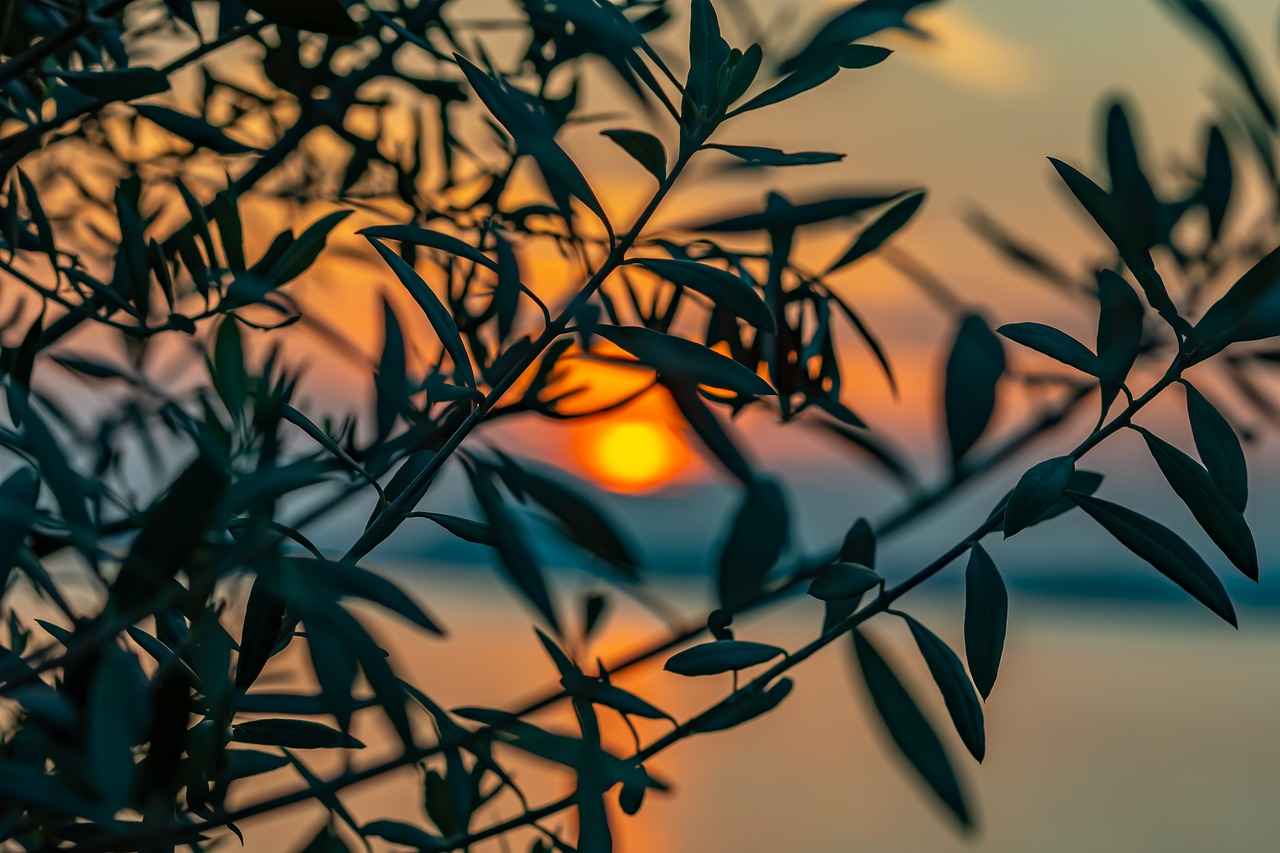 Harnessing the Antiviral Properties of Olive Leaf Extract 1 What is Olive Leaf Extract?